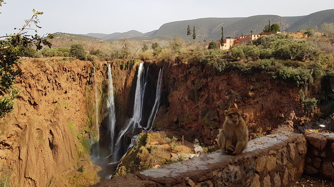 Maroc MM11 – Macaques de Barbarie en liberté aux cascades d’Ouzoud Macaque de Barbarie aux cascades d’Ouzoud, un site naturel réputé du Maroc