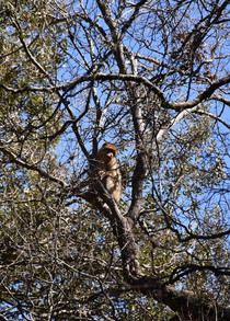 Macaques de Barbarie et visiteurs Des macaques de Barbarie observent les visiteurs à notre destination dans le Moyen Atlas