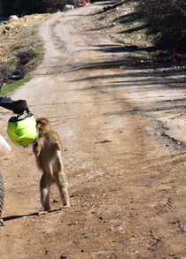 Macaques de Barbarie dans le Moyen Atlas Macaques de Barbarie dans leur environnement naturel au cœur du Moyen Atlas