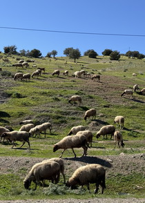 Impression du Moyen Atlas Autre aperçu de notre destination dans le Moyen Atlas marocain