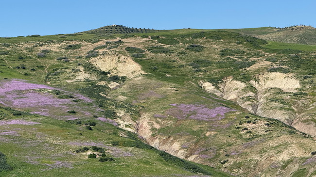 Paysages fleuris dans l’arrière-pays marocain Collines verdoyantes et prairies fleuries le long d’un itinéraire moto isolé dans les campagnes marocaines