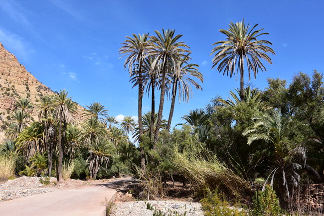 À travers les gorges et les petits villages de l’arrière-pays Route traversant une vallée verdoyante et des gorges impressionnantes dans l’arrière-pays marocain