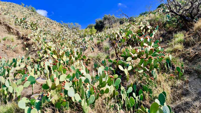 Tolle Kaktuspiste auf Sizilien