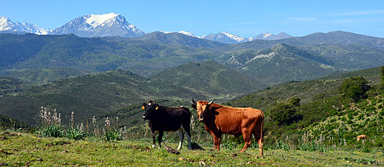 Viehweiden Korsika