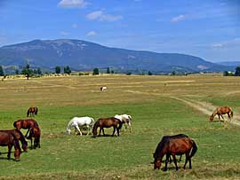 Pferdeweiden in Rumaenien