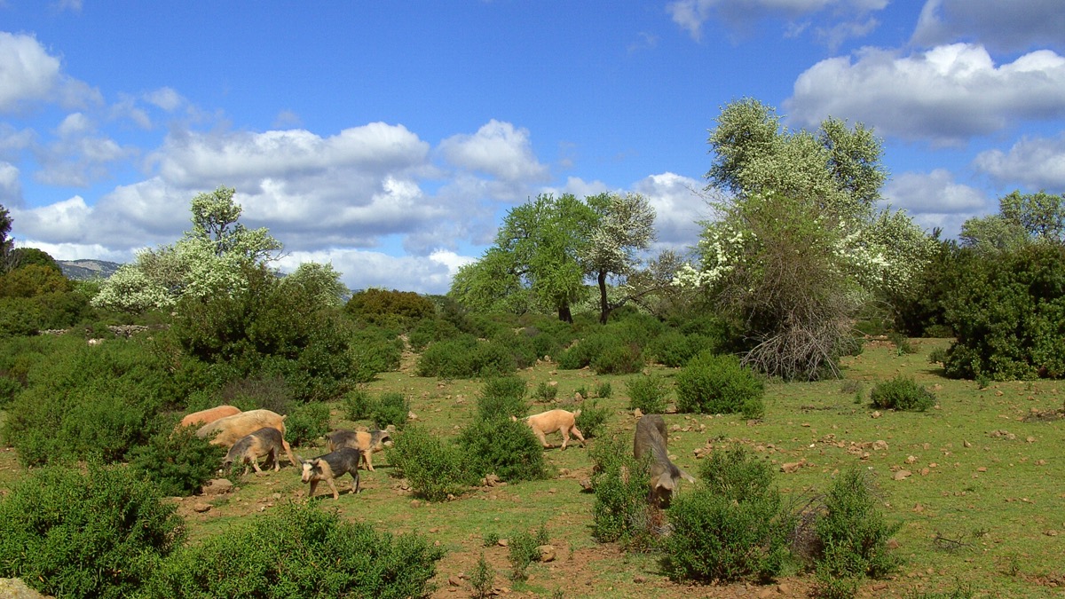 Offroadtour zu Cala Sisine auf Sardinien