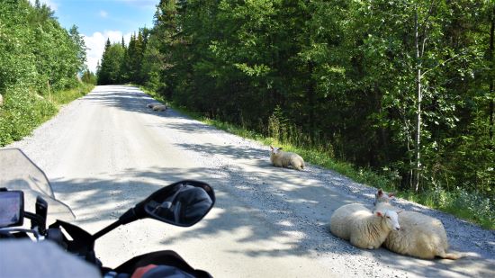Schafe bei Oslo Motorradtour