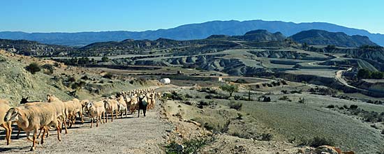 Einsame Schafherden Spanien