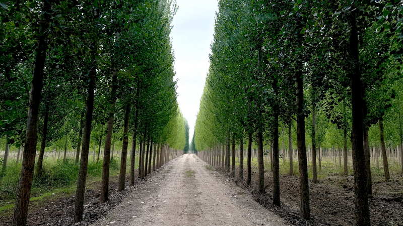 Es geht in Andalusien durch mehrere Sierra Nationalparks