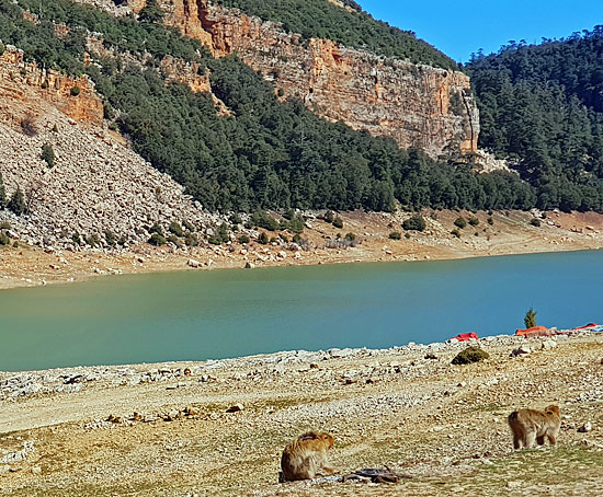 Berberaffen am Ufer des Staussees Marokko